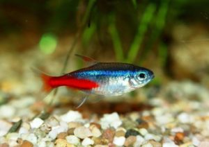 6 Best Foods For Neon Tetras - 2026 Reviews & Top Picks