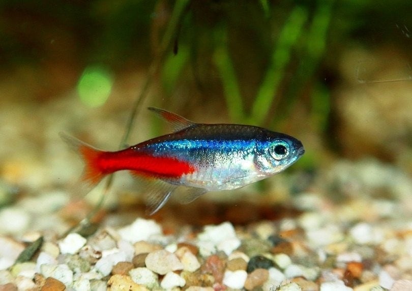 Neon Tetras: Care Guide, Varieties, Lifespan & More (Vet-Approved Info)