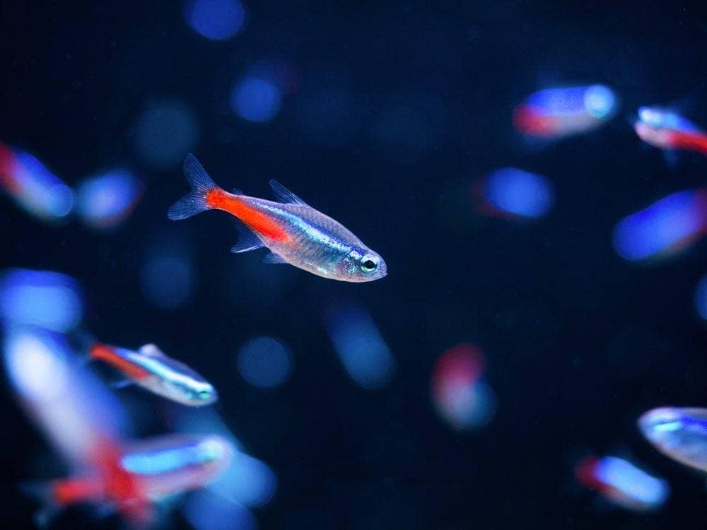 Neon Tetra Temperature Guide 2026 - Ideal Temperature & More Vet-Approved Info