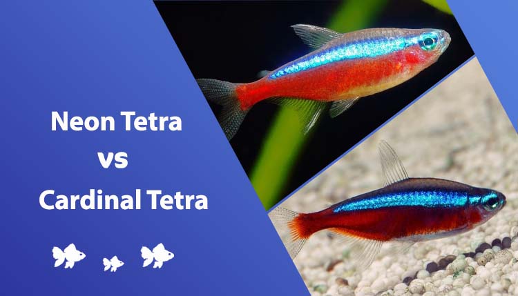 Cardinal Tetra vs Neon Tetra: Comparison, Facts & FAQs (Vet-Approved Info)