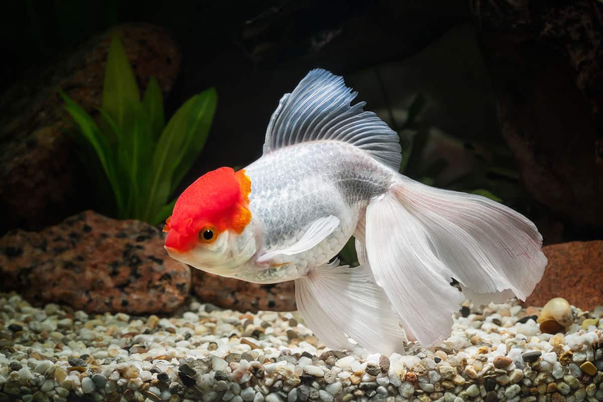 Oranda Goldfish: Info, Care Guide, Photos & More!