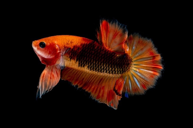 Giant Betta Fish: Care Guide, Pictures, Varieties & Lifespan