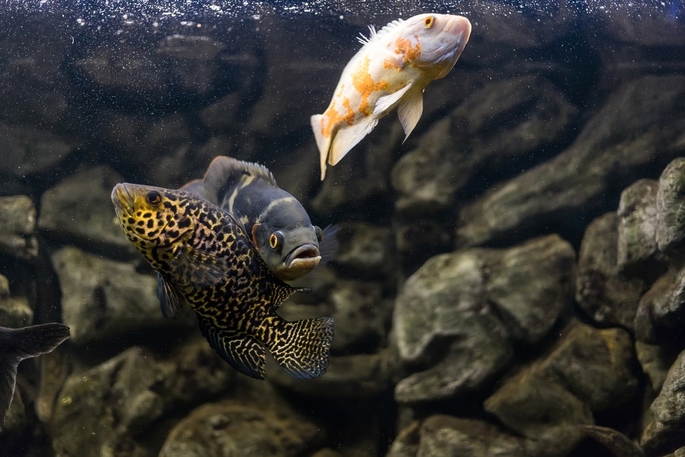10 Great Tank Mates for Oscar Fish: With Info & Pictures