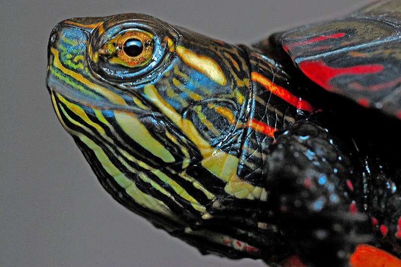 Can Turtles See Color? Vet-Approved Facts & FAQ