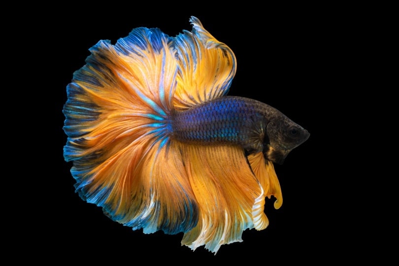 The History of Betta Fish: Origins & Landmark Moments