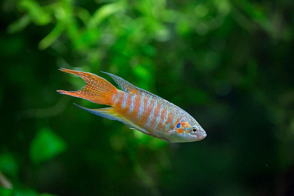 30 Great Cold Water Fish for Your Aquarium: No Heater Needed
