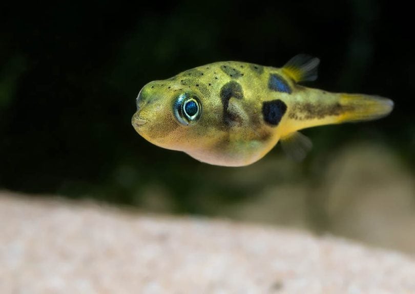 12 Great Tank Mates for Pea Puffers (With Pictures)