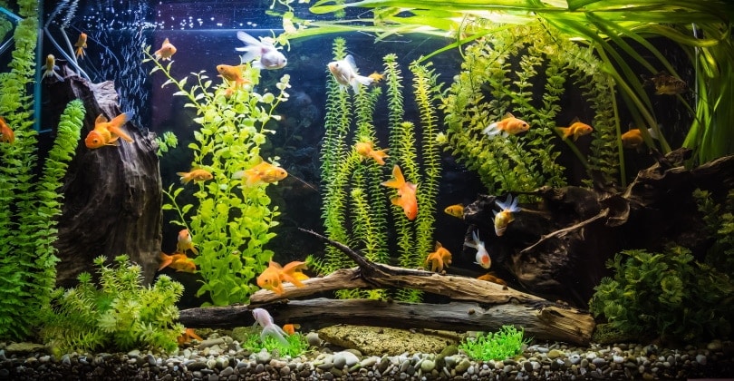 How Much Does a Fish Tank Cost? (2026 Price Guide)