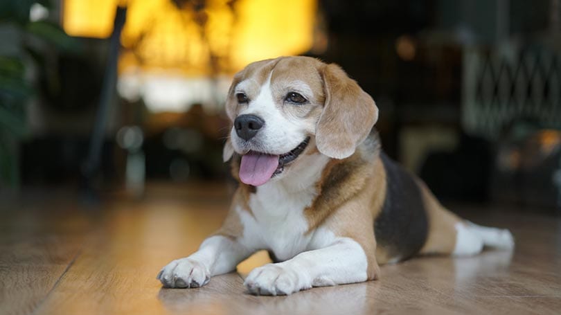How Much Does It Cost to Own a Pocket Beagle? 2026 Price Guide