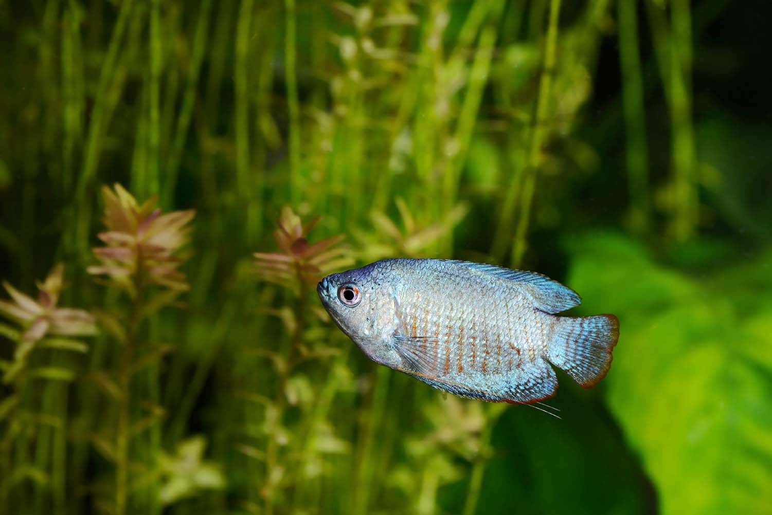 10 Best Tank Mates for Dwarf Gouramis (With Pictures)