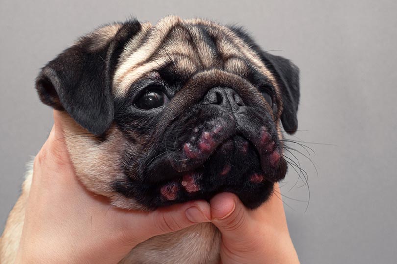 Allergy Bumps on Dogs: Urticaria & Hives Explained (Vet Answer)