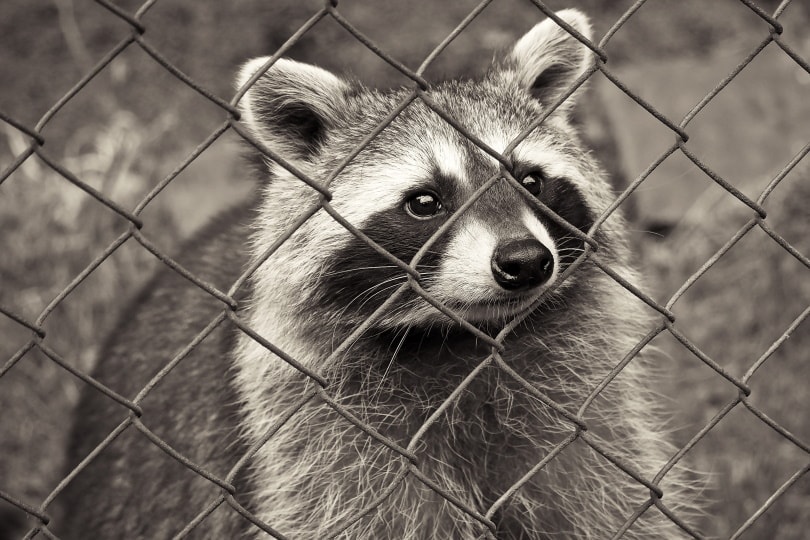 My Dog Killed a Raccoon! 4 Tips on What to Do Next