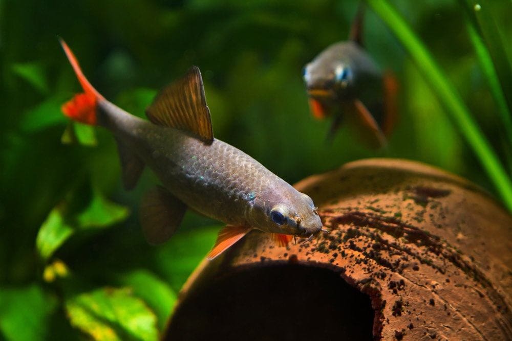 8 Best Rainbow Shark Tank Mates: Vet-Approved Compatibility Guide (With Pictures)