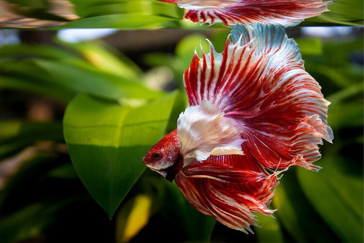 Do Betta Fish Have Teeth & Eyelids? The Surprising Answer