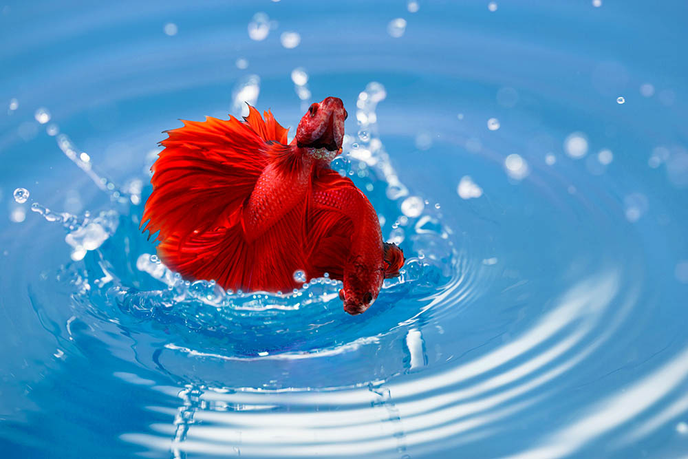 How Long Can a Betta Fish Live out of Water? Vet-Approved Facts