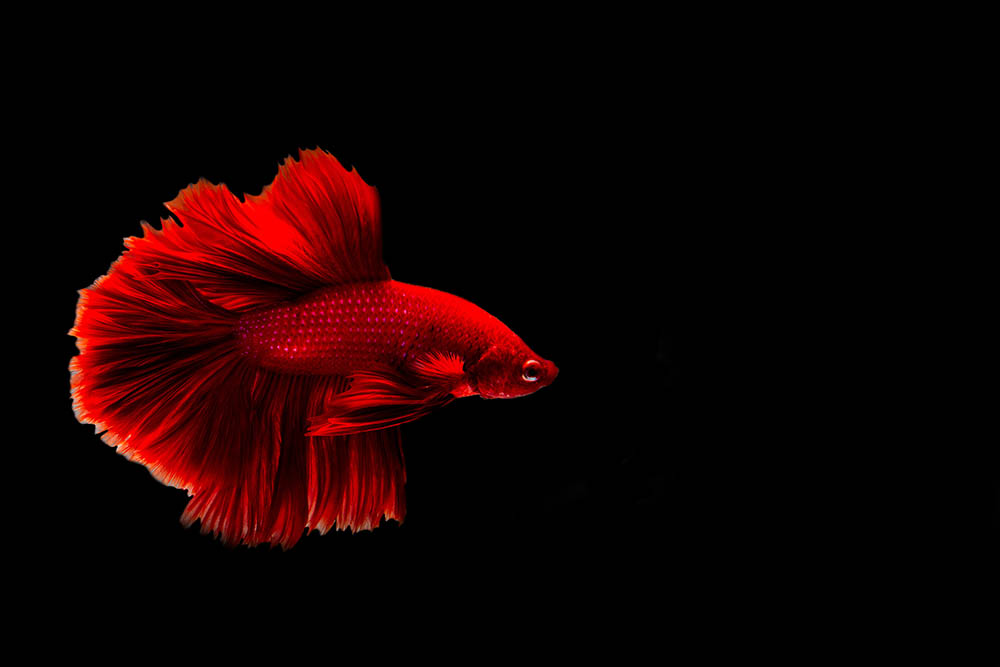 Red Betta Fish: Care Guide, Pictures, Varieties, Lifespan & More