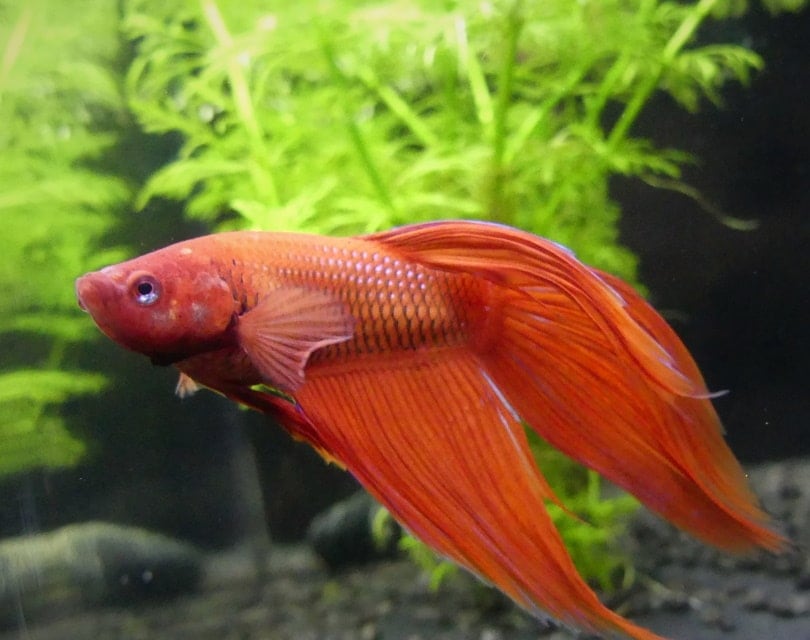 Betta Hole in the Head Disease: Symptoms & Treatment