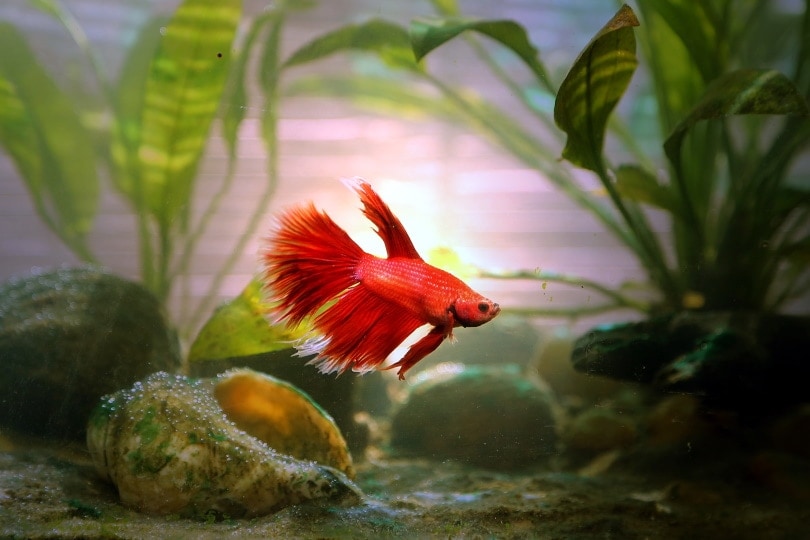 How to Change Betta Fish Water: 5 Step Guide (Vet-Approved!)