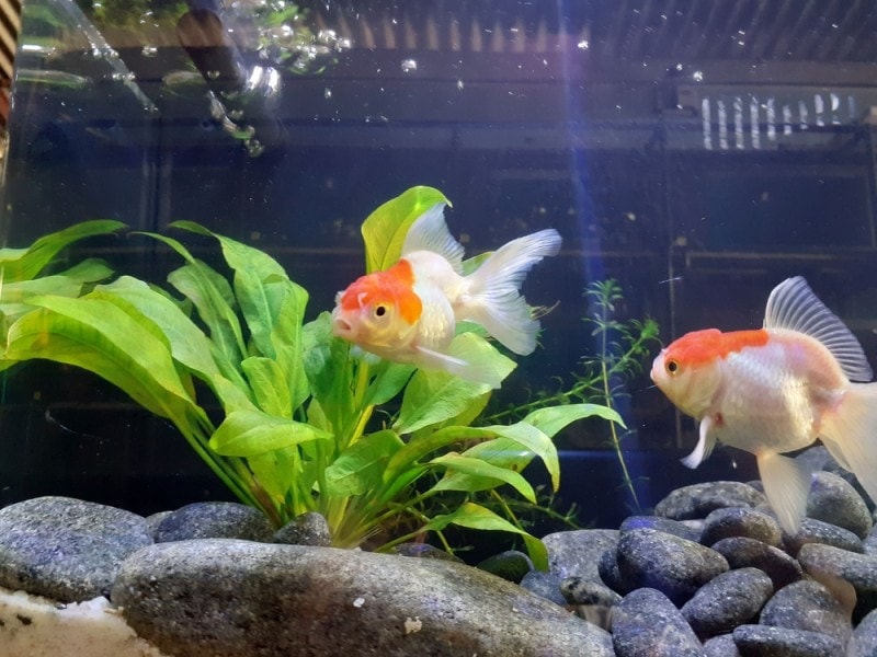 15 Low-Maintenance Freshwater Fish for Beginners (With Pictures)