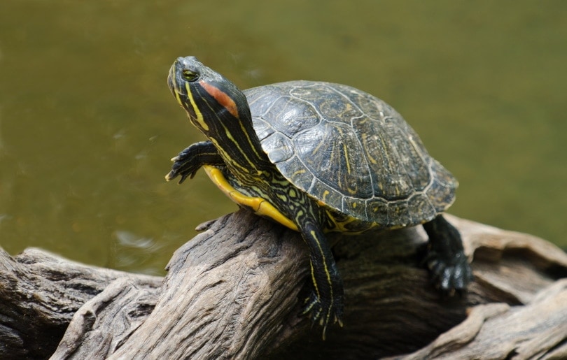 8 Great Tank Mates for Red-Eared Slider Turtles (Compatibility Guide)