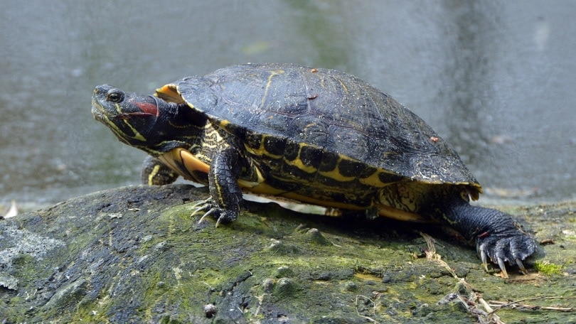10 Types of Turtles That Are Kept as Pets (With Info & Pictures)