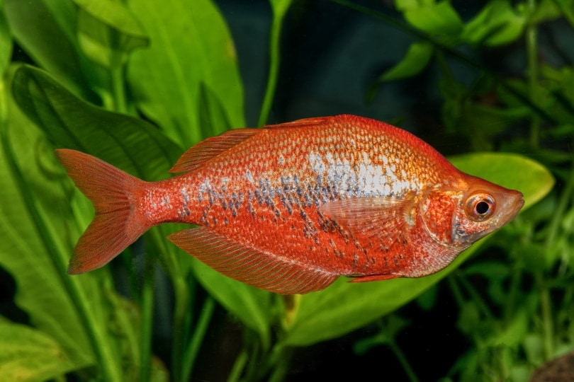 red rainbow fish