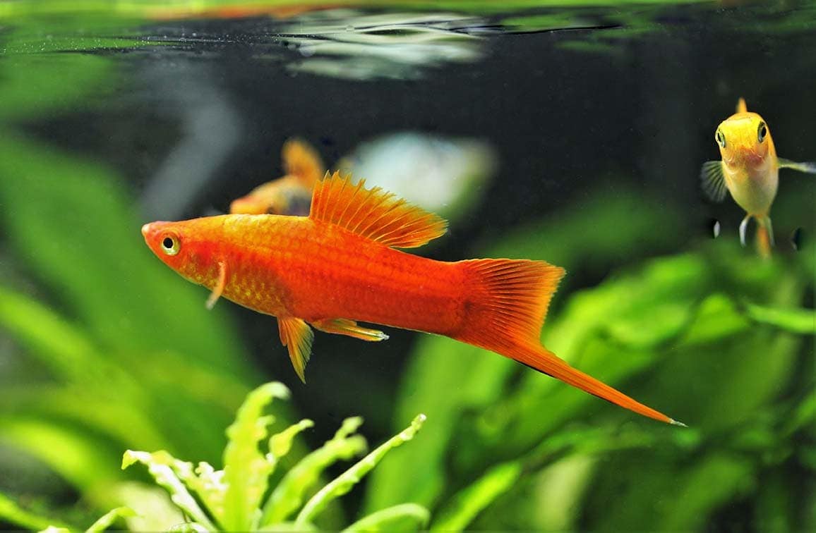 red swordtail