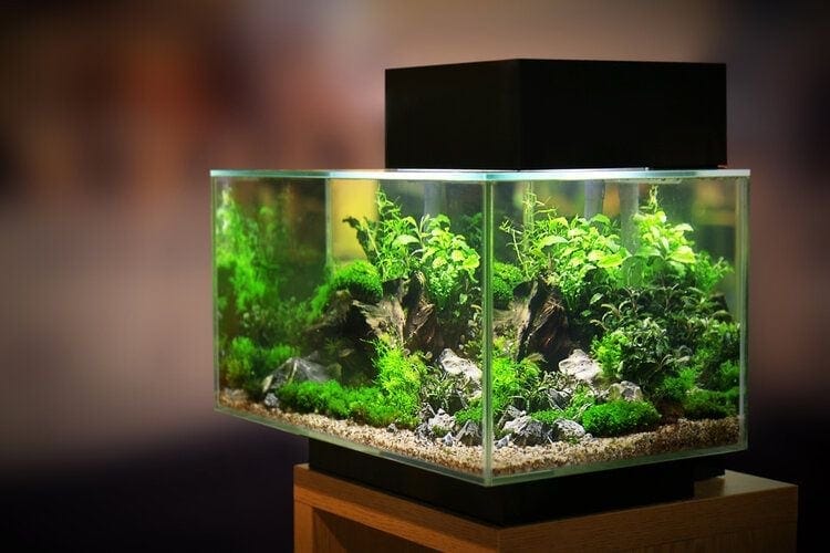 6 Best 10-Gallon Rimless Aquariums in 2026 - Reviews & Top Picks
