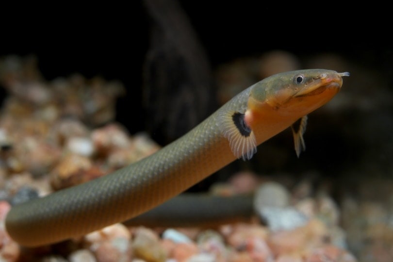 7 Great Tank Mates for Rope Fish: Compatibility Guide 2026