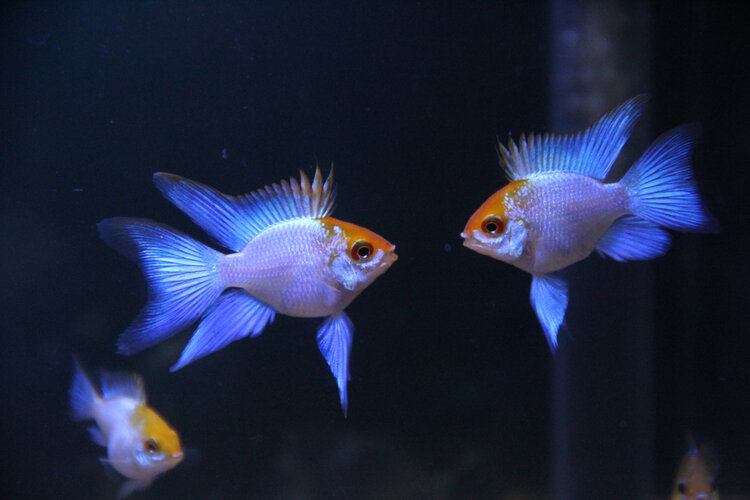 How Do You Tell if Fish Are Male or Female? 7 Ways