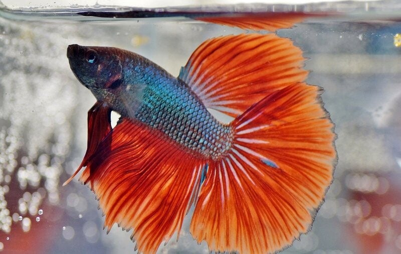 Betta Fish Swimming Erratically: 6 Vet-Approved Reasons