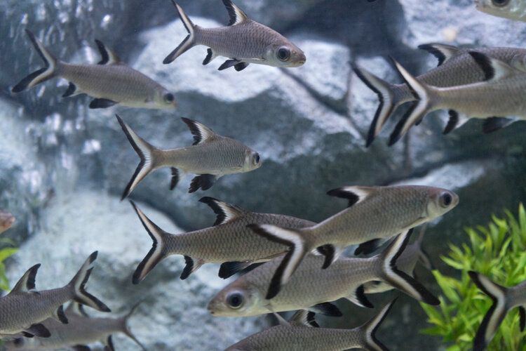 Freshwater Aquarium Sharks: The 7 Types & FAQs (With Info & Pictures)