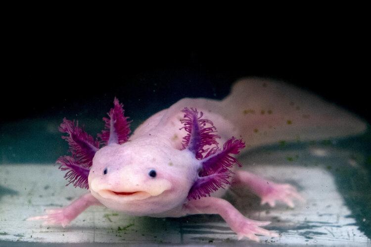 Why Is My Axolotl Not Eating? 3 Reasons & FAQ