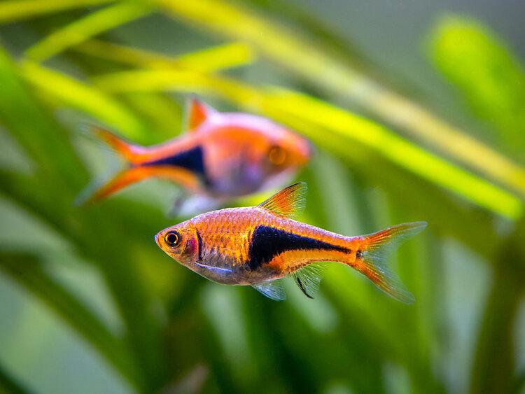 15 Great Tank Mates for Harlequin Rasboras (With Pictures)