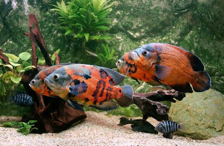 How Many Oscar Fish Can You Have In A 125 Gallon Tank? Facts & FAQs