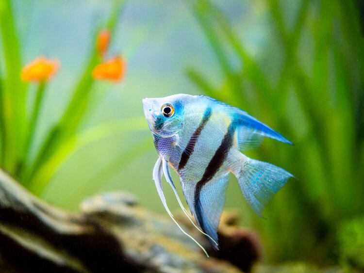 15 Types of Angelfish: Info, Common Strains, Care Tips & Pictures
