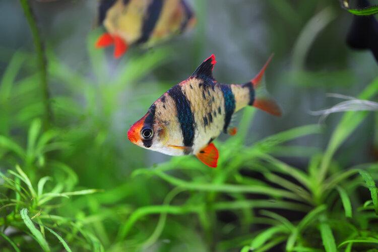 How Many Tiger Barbs Can You Have In a 20-Gallon Tank?