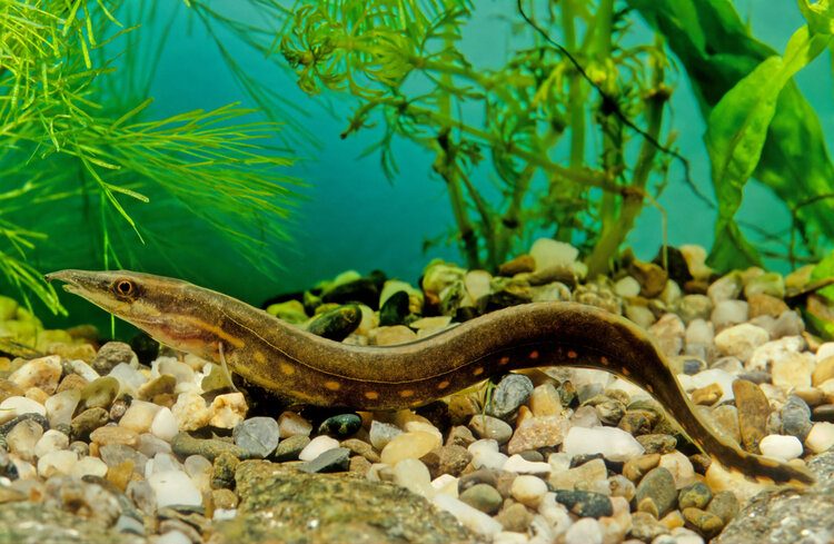 10 Types of Freshwater Eels for Your Home Aquarium: Info, Pictures & Facts