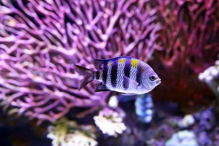 Is My Cichlid Pregnant or Bloated? Vet-Reviewed Tips to Tell the Difference