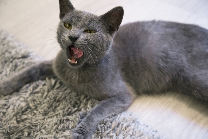 russian blue cat licking mouth