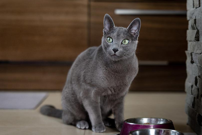 russian blue cat sitting near feeding bowl