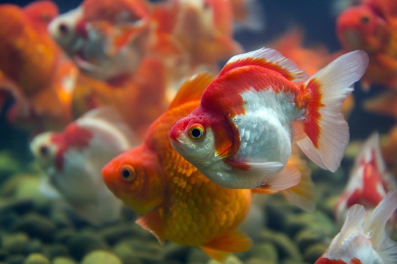 What Kind of Water Do Goldfish Need? Facts & FAQ (With Infographic)