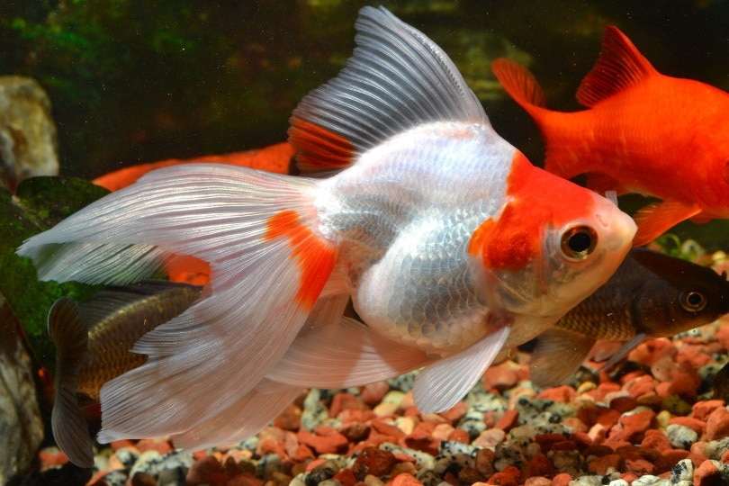 Do Goldfish Need Gravel? (The Answer May Surprise You!)