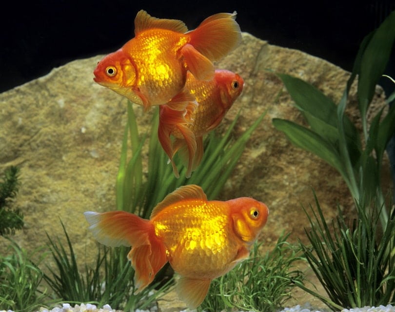 Ryukin Goldfish: Care, Needs, Photos, History, Tank Mates, Facts & More