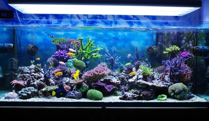 Goldfish Water Current: Is Your Filter Too Strong?