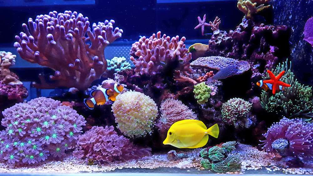 13 Types of Corals for Saltwater Aquariums (With Info & Pictures)