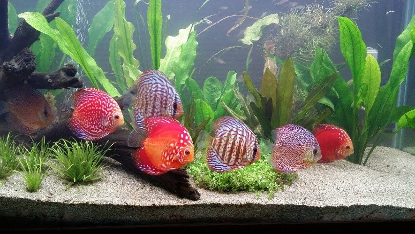 20 Types of Cichlids for Your Aquarium (With Info & Pictures)