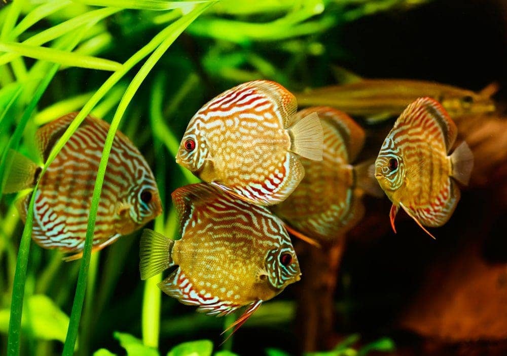 21 Most Colorful Freshwater Aquarium Fish (with Pictures)