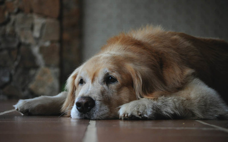 Ichthyosis in Golden Retrievers: Our Vet Explains Causes, Signs & Treatment