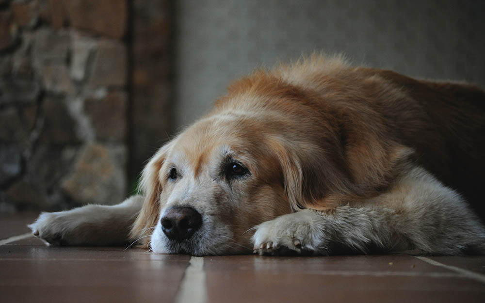 How to Help Dogs With Joint Pain & Arthritis: 11 Useful Ways
